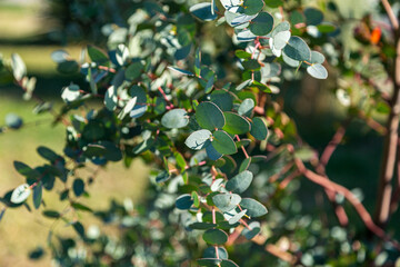eucalyptus hunni grows in the garden