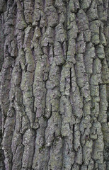 Beautiful close-up of the bark of quercus robur