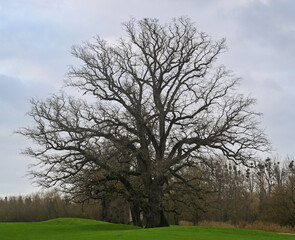 Beautiful view of an oak tree