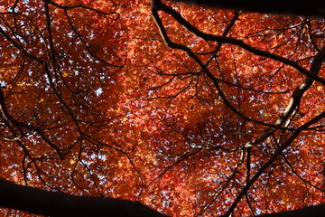 Tree Abstraction Red-1