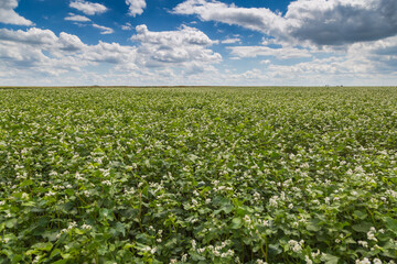 White buckwheat flowers on the field. Blooming buckwheat. Buckwheat field on a sunny summer day. 