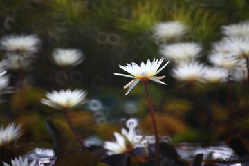 Bua Chan Burapha.
A variety of colors and types of water lilies,Excellent waterlily in the world are showing here. 
Rajamangala Tawan-ok Water lily Institute ,Bang Phra ,Chonburi,Thailand