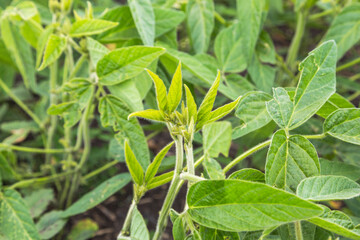 Fresh green soy plants on the field in spring. Rows of young soybean plants 