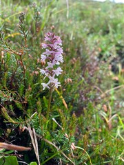 Close-up of a small pink wild orchid in alpine vegetation