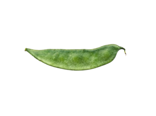 Fresh Natural Green Bean Isolated on White Background