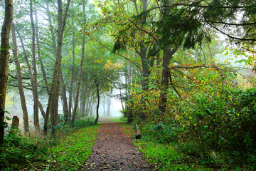 Obraz premium Autumn landscape background. Foggy morning. A path in the autumn park.