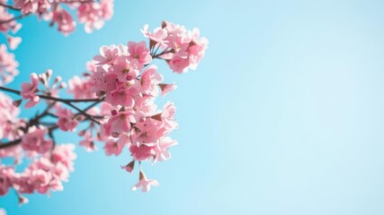 Soft focus image of vibrant pink cherry blossom tree in full bloom against clear blue sky, outdoors, abstract