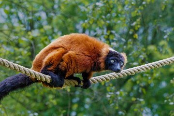 The red ruffed lemur (Varecia rubra) © Michael