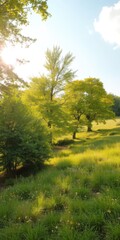Vibrant summer landscape with lush trees and sunlit meadows, colorful, idyllic