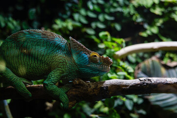 Large Chameleon (Chamaeleonidae) with his green camouflage color