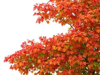 Vibrant fall foliage on a tree with red, orange, yellow, and green leaves, autumn, red