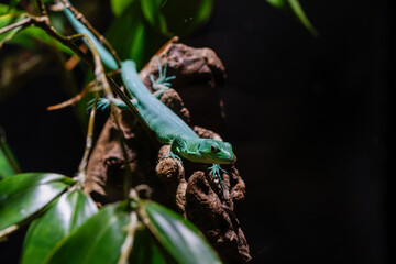 Gastropholis prasina, the green keel-bellied lizard in a tree