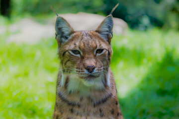 The Eurasian lynx © Michael