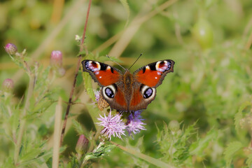 Obraz premium The Aglais io (European Peacock) with beautiful colors on a purple flower