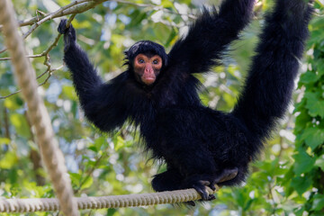 Red-faced spider monkey, Ateles paniscus hanging in some ropes