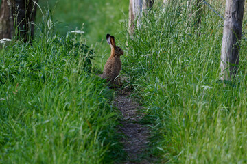 Rabbit (Oryctolagus cuniculus) on a walking path