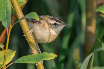 sedge warbler on the river