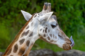 A giraffe with a long tongue