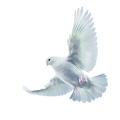 white dove flying