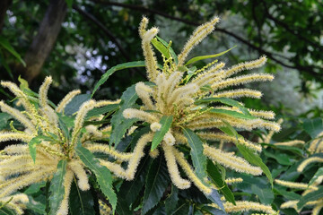 Castanea sativa in gardening. Tree is blooming. Cottage garden. Nature floral background. Sunny day.