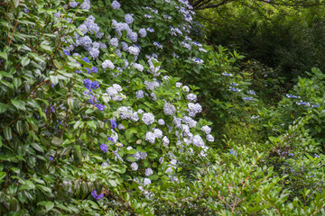 森に咲く紫陽花の群れ