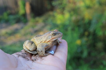 Close-up of a small frog on hand in a green garden backdrop