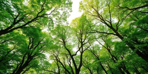 Fototapeta premium Lush green forest canopy with trees exhibiting crown shyness phenomenon, showing distinct spacing between branches, trees, growth