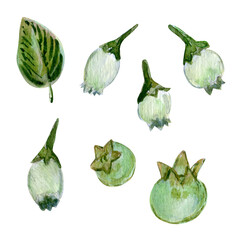 Watercolor set of botanical elements with blueberries and leaves. berry green illustrations paired with delicate green foliage. A versatile collection for creative projects and branding