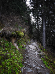 Hiking trail winding through lush forest in chamonix, france