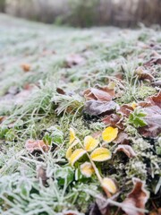 Frozen grass on the ground, frost on the grass