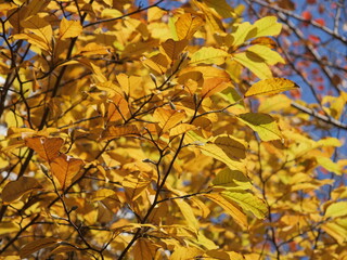 葉が色づいた樹木を見上げる