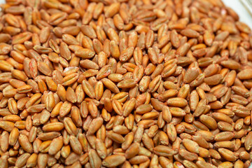Wheat seeds, cereal seeds with red seed dressing or seed treatment