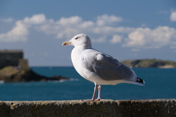 Naklejka premium A seagull is in Saint-malo.