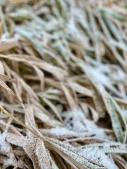 Frozen grass on the ground, frost on the grass
