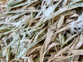 Frozen grass on the ground, frost on the grass
