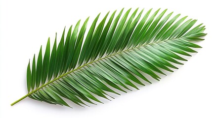 Obraz premium A bright green palm leaf lies flat on a white background.