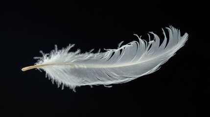 Obraz premium Abstract white feather gracefully suspended in the air isolated on a deep black background emphasizing delicacy and simplicity