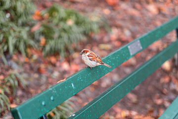 Charming Sparrow Perched on a Vibrant Green Park Bench Amidst a Blurred Autumn Background,...