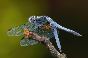 A blue dragonfly sits calmly on a branch, its iridescent wings spread out