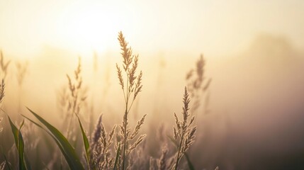 Naklejka premium A serene scene of a field of grass with the sun setting in the background, perfect for use in travel, nature or landscape photography