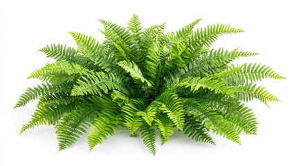 Naklejka premium Lush fern leaves ornamental foliage arrangement isolated on white background showcasing vibrant green textures and natural beauty