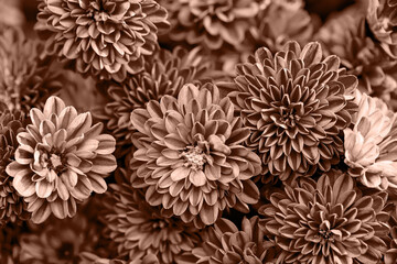 Chrysanthemum flowers close up as a beautiful nature background. Fall theme concept backdrop. Selective focus. Color of the year 2025 inspired