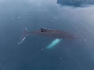 Humpback whale swimming along icebergs in the Disko Bay of Greenland.