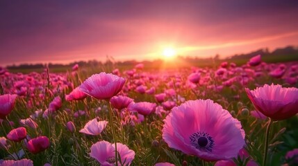 Fototapeta premium Vibrant field of blooming flowers in a green meadow during a serene spring sunset with a colorful sky and warm evening light.