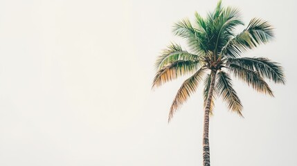 Coconut palm tree isolated against a clean white background, showcasing vibrant green fronds and a slender trunk, tropical, minimalistic, nature, botanical, serene atmosphere.