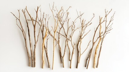 Obraz premium Dried Eucalyptus Branches Artfully Arranged on Light Neutral Background for Natural Decor and Interior Design Purposes