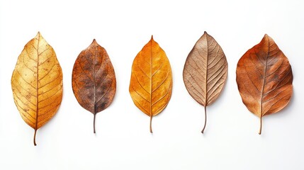 Dried autumn leaves in various shades arranged on a clean white background showcasing texture and color transition.