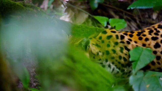 Leopardus pardalis in the wild