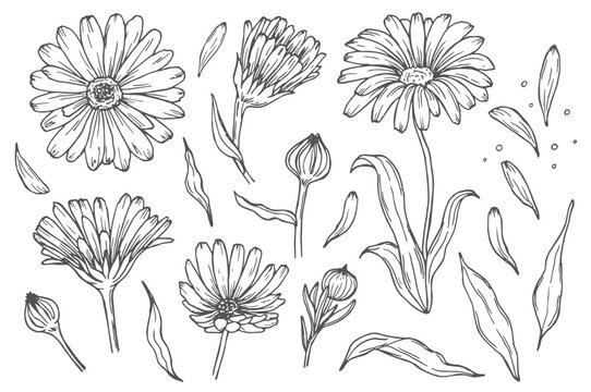 Drawing of line calendula flower. Contour elements isolated on a white background. Vector set. An ingredient for herbal tea, medicinal and cosmetic preparations.