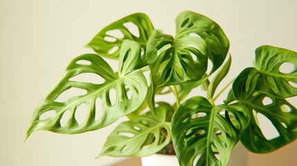 Obraz premium Elegant monstera leaves in a minimalist setting with white pot on brown floor highlighting interior design and natural beauty of plants